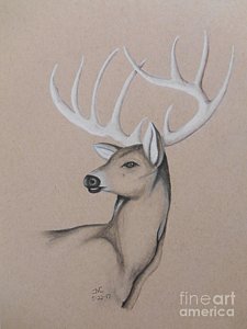 225x300 Deer Antler Drawings