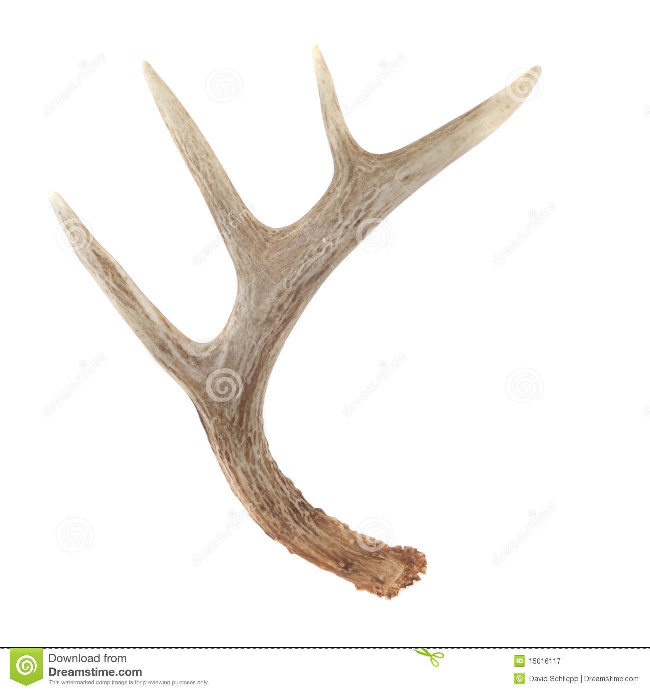 1300x1385 Pix Gt Whitetail Deer Antlers Drawing Inspiration