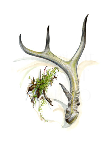 385x500 Antler Print Realistic Nature Drawing Woodland Rustic By Signetart