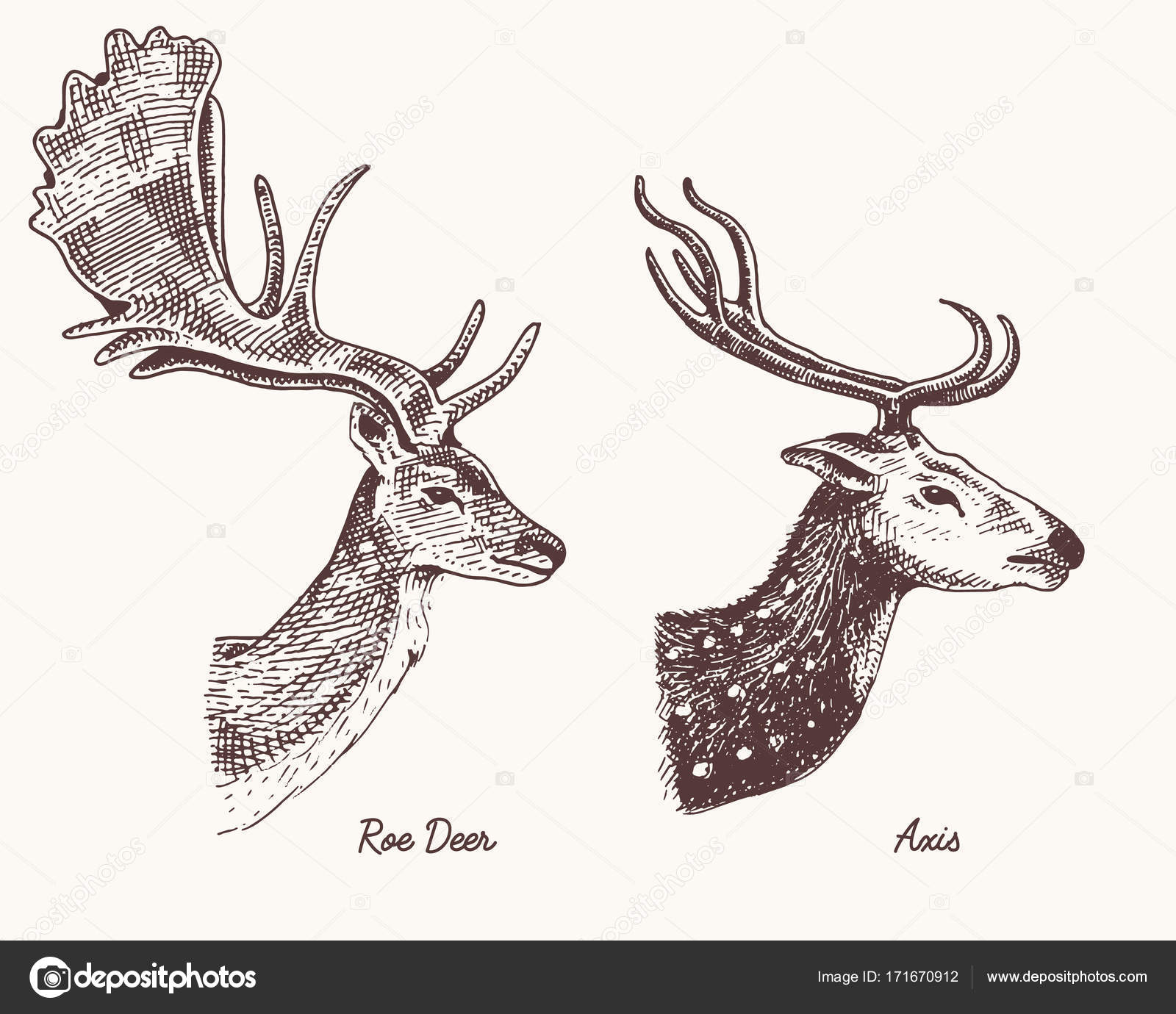 1600x1380 Roe Deer Or Doe, Axis Or Indian Dotted Vector Hand Drawn