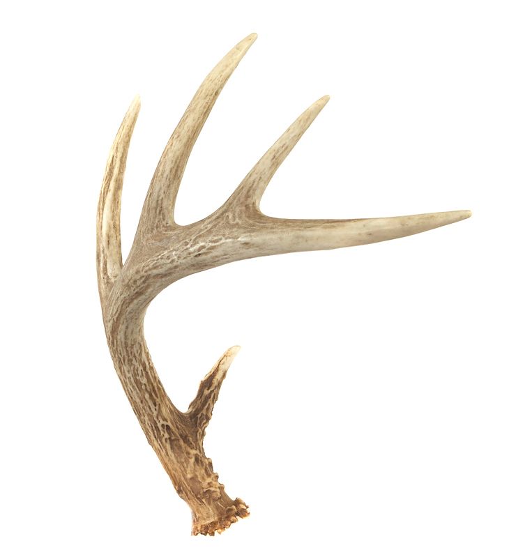 740x799 Whitetail Deer Sheds Pictures