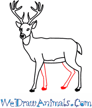 300x350 How To Draw A Deer