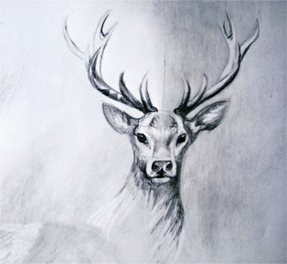 933x857 Deer Drawing 2 By Lineke Lijn