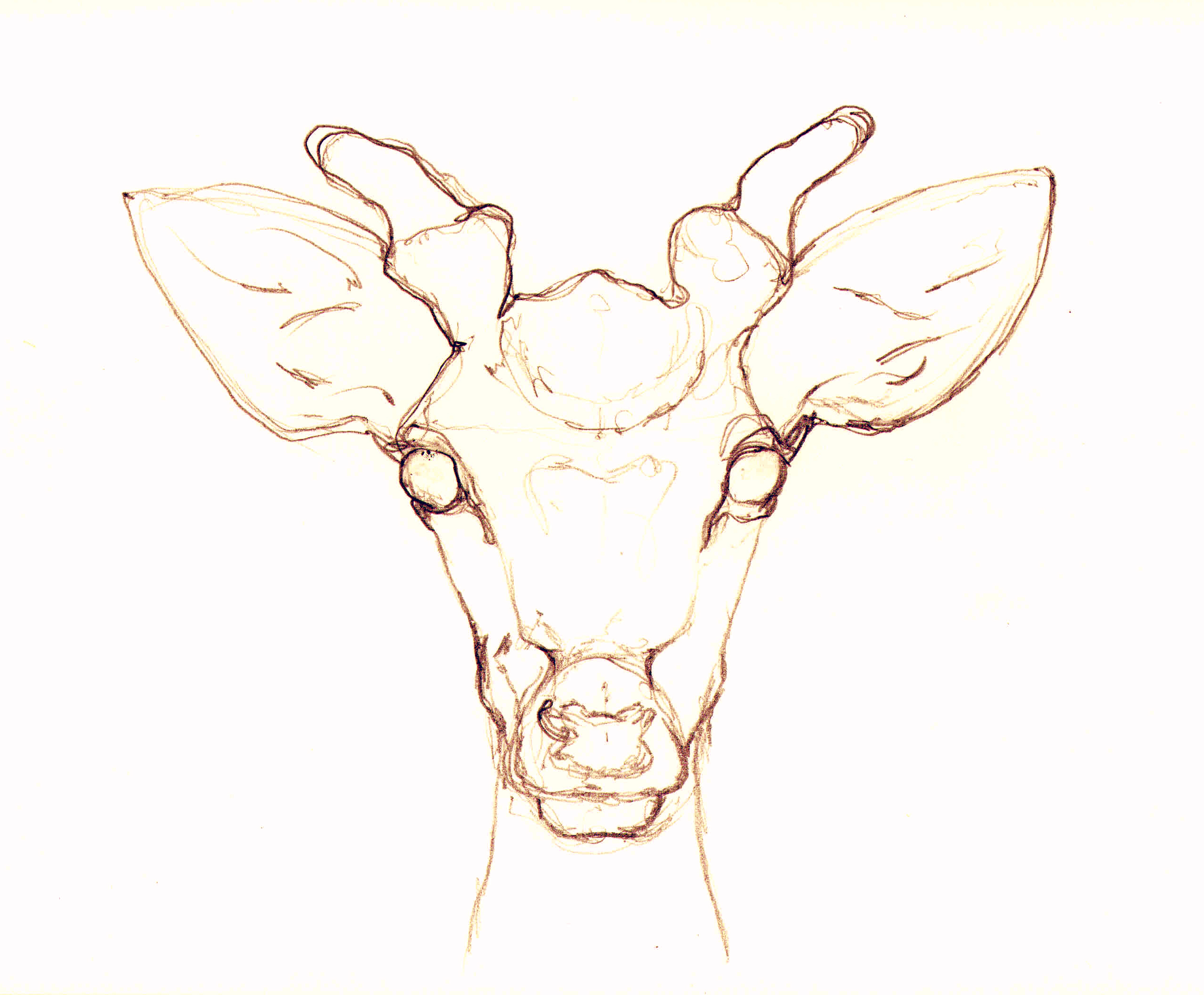 2543x2101 Sketching A Young Male Deer Alison Fennell Art