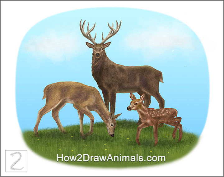 720x570 Special Deer Family Drawing