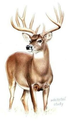 236x418 Deer Artwork