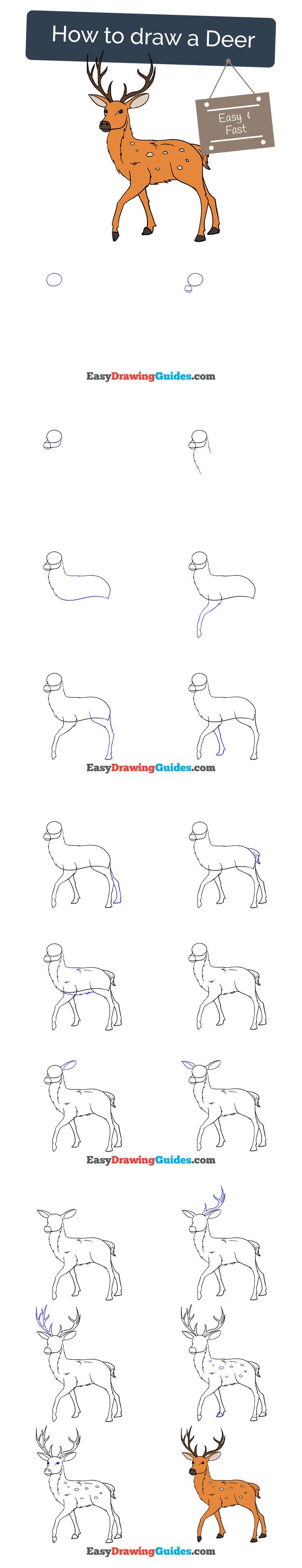 736x3810 How To Draw A Deer In A Few Easy Steps Draw, Draw Animals