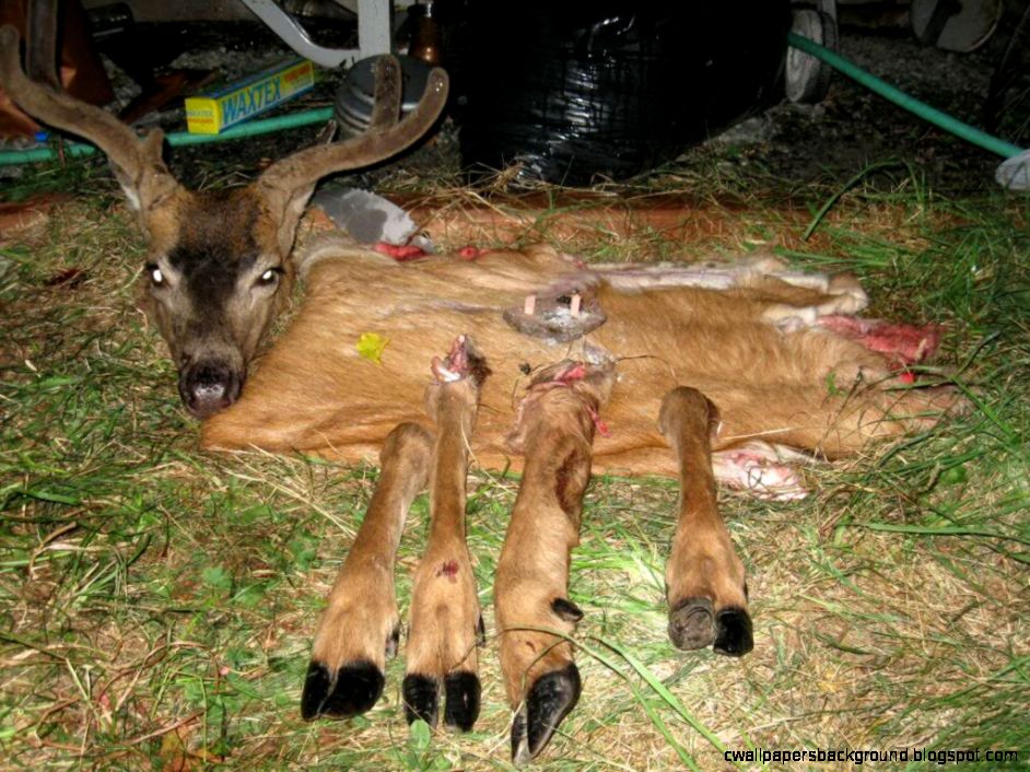 942x706 Deer Drawing For Kids Wallpapers Background