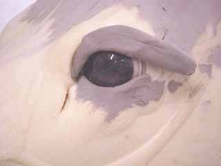 320x240 Setting Glass Eyes In A Real Deer Form