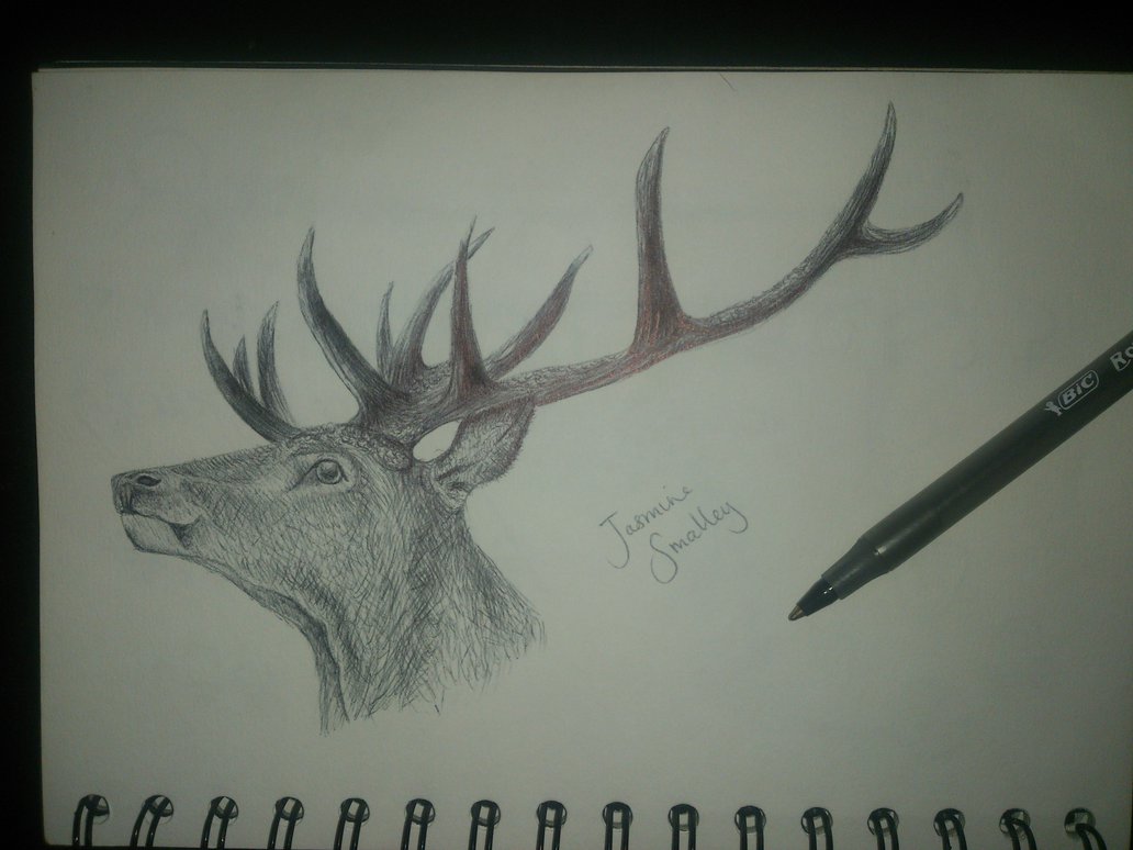 1032x774 Red Deer Stag Biro Drawing By Sshatf