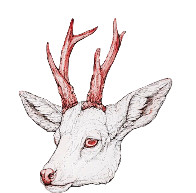 640x632 Albino Deer Fawn Head Antlers Red Eyes White Animal Sti