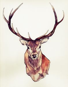 236x299 Stag Head Drawing