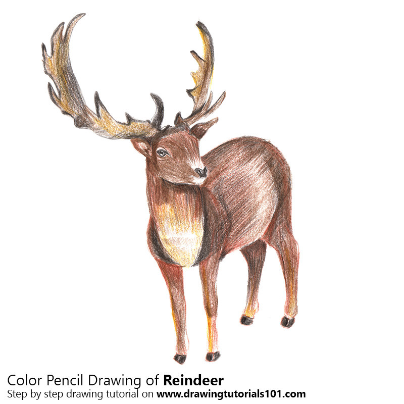 800x800 The World's Most Recently Posted Photos Of Deer And Pencil