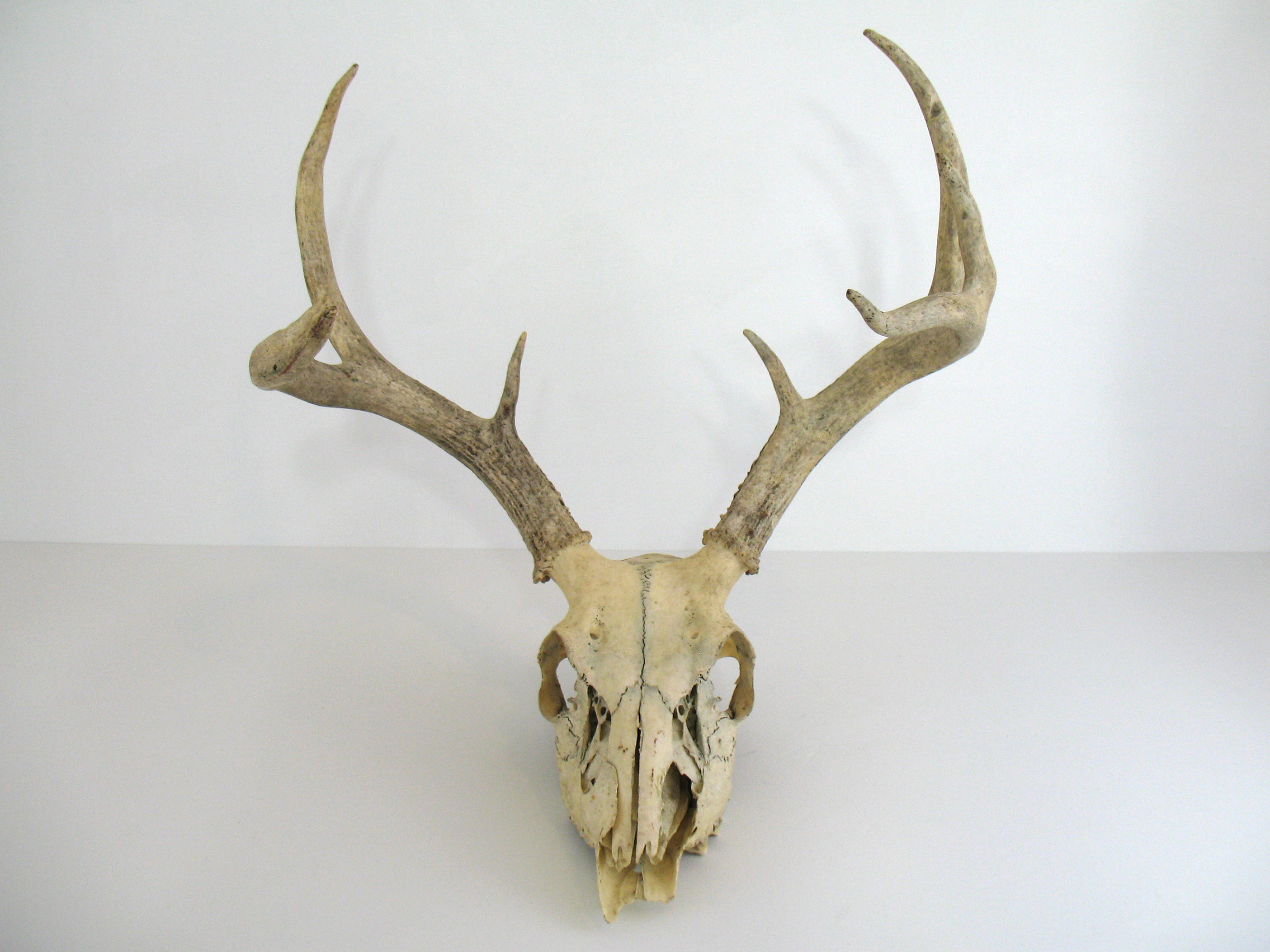 2809x2107 Vintage Deer Skull With Antlers Omero Home