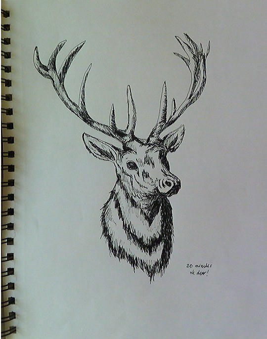 540x686 Deer Head By Sawfia