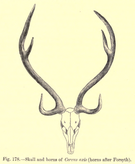 Deer Horn Drawing at GetDrawings | Free download