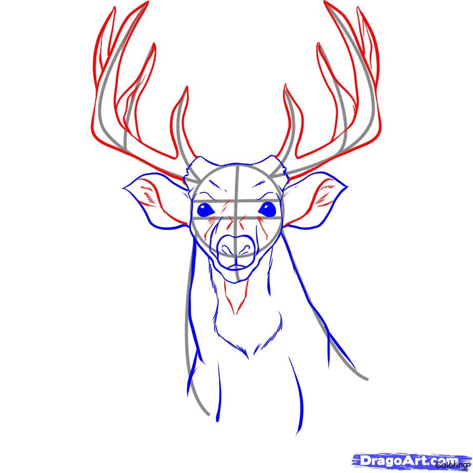 924x924 Maxresdefault How To Draw A Deer Coloring Easy For Kids In 2