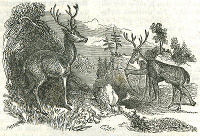 400x272 Robert Merry's Museum Deer Hunting (1850)