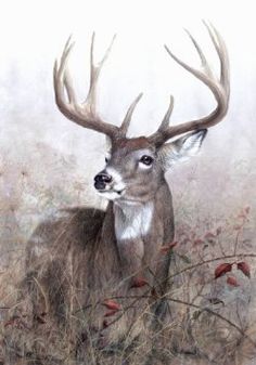 236x337 Deer Drawing Deer Drawing Deer Drawing, Drawings