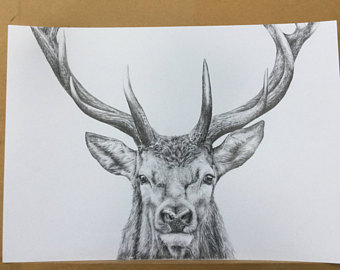 340x270 Stag Drawing Etsy