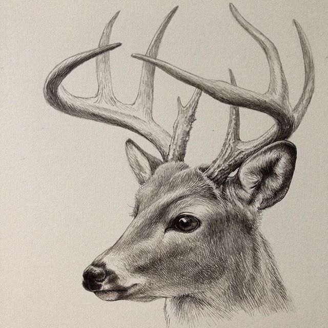 Deer Picture Drawing at GetDrawings | Free download