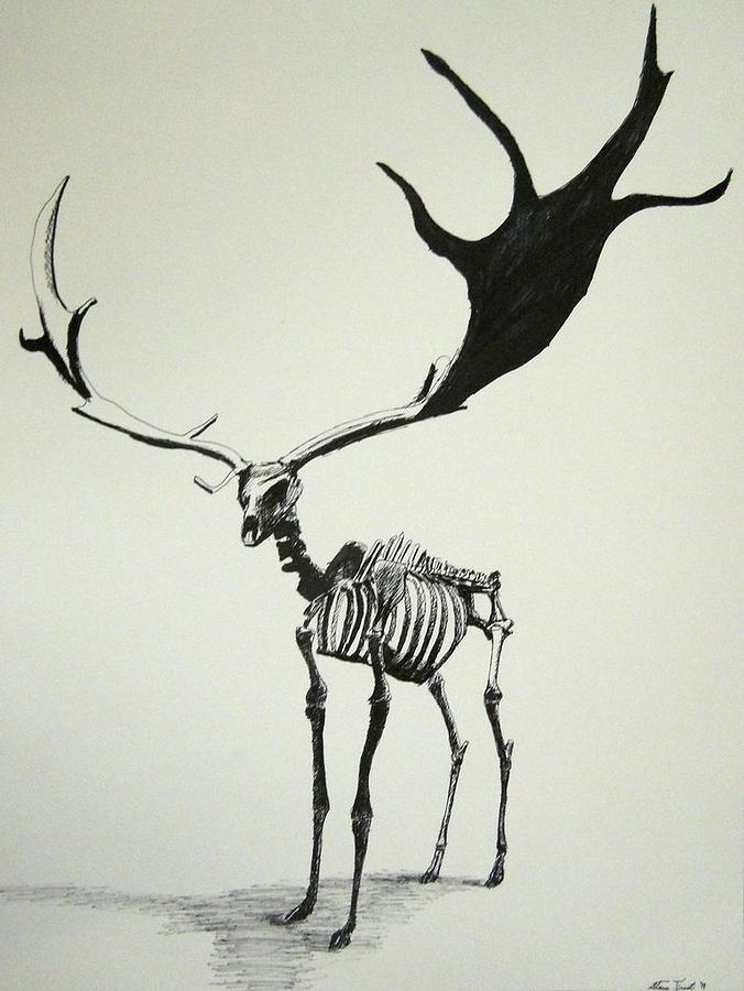 676x900 Irish Elk Skeleton Drawing By Steven Frost