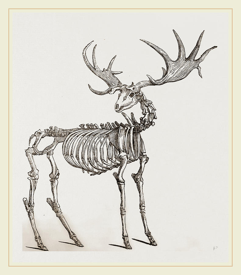 791x900 Skeleton Of Fossil Elk Drawing By Litz Collection