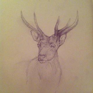 320x320 Deer