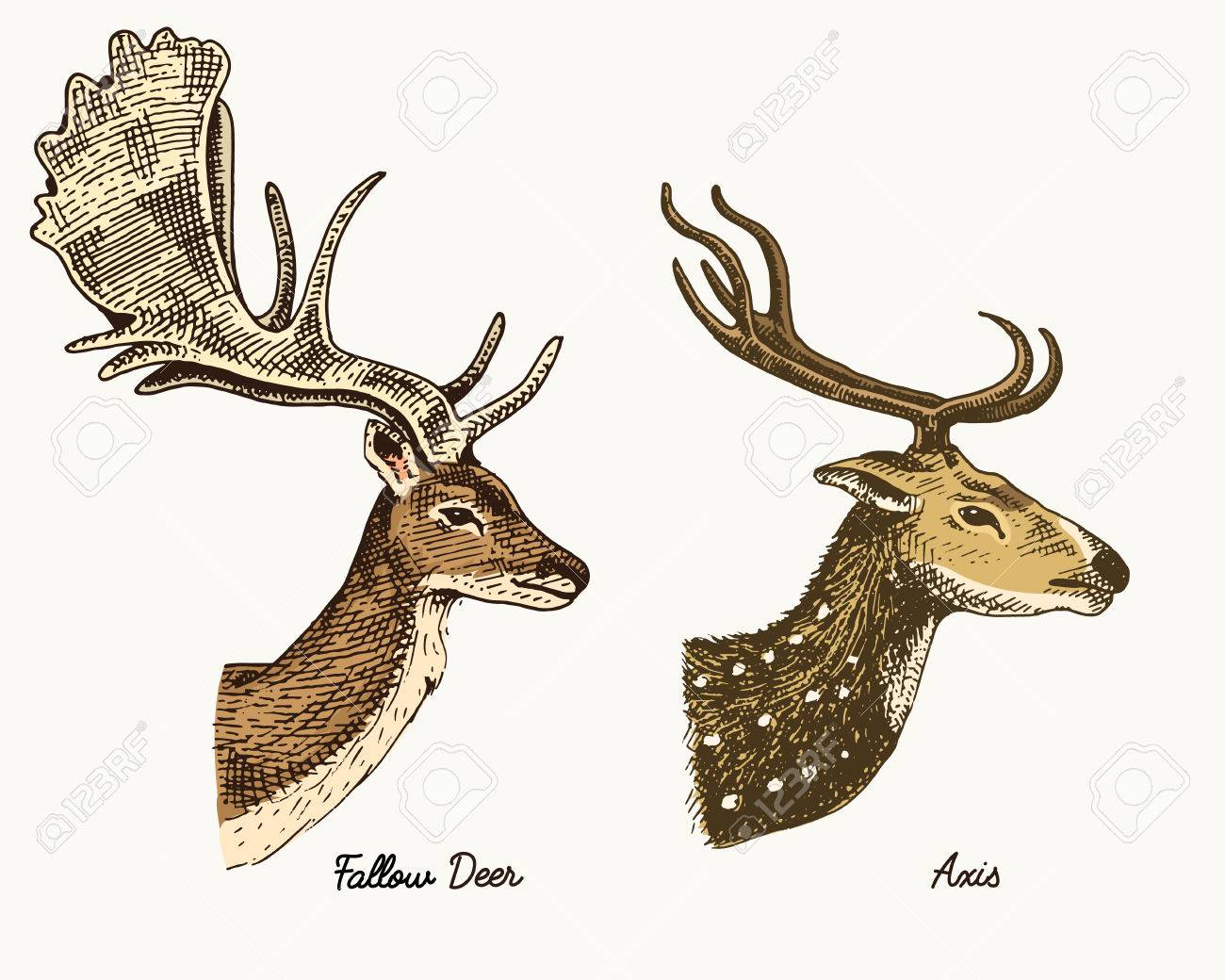 1300x1040 Roe Deer Or Doe, Axis Or Indian Dotted Vector Hand Drawn