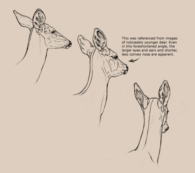 650x577 23 Best Deers Drawing Images On Draw Animals, Drawing