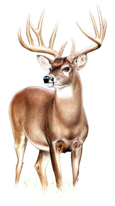 235x418 Deer Drawing Deer Drawing Deer Drawing, Drawings