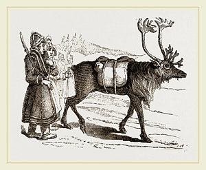 300x247 Deers Drawings