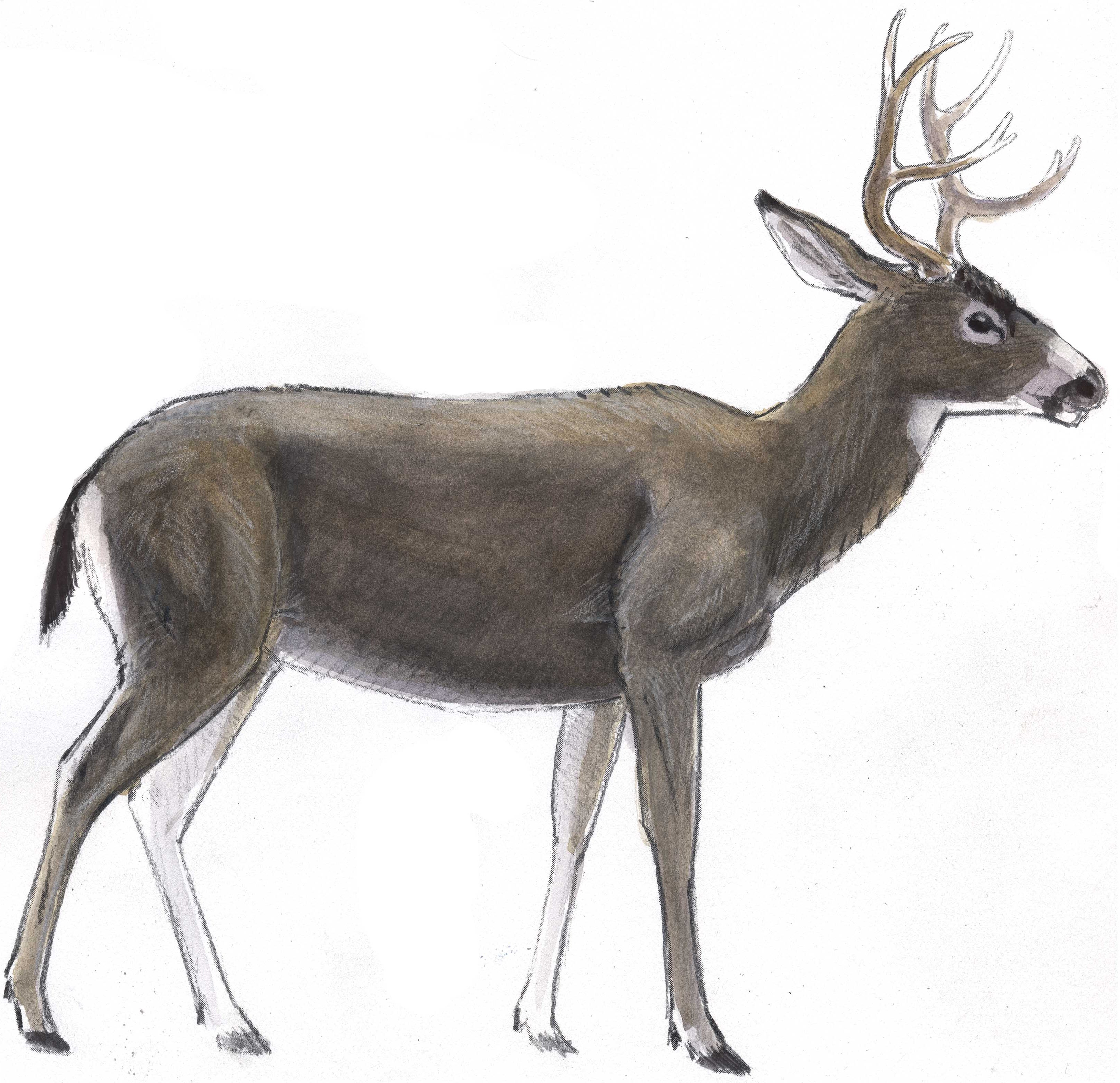 3251x3145 How To Draw A Deer Fur Texture