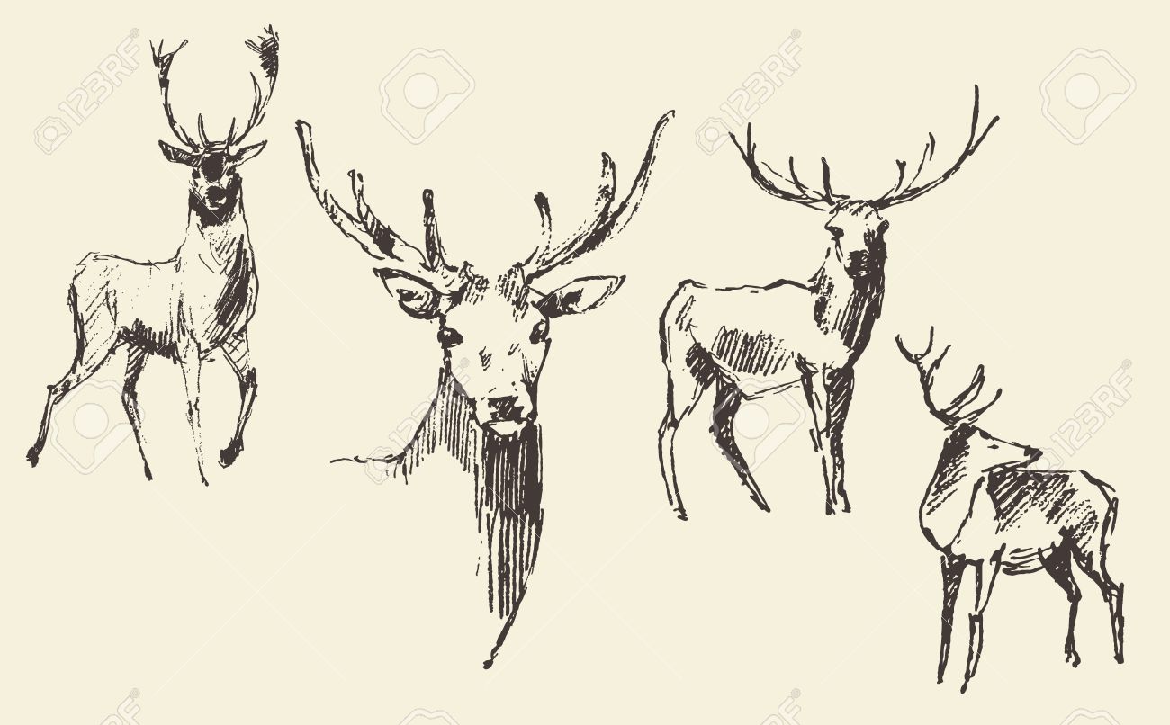 1300x806 Set Of Deers Engraving Style Vintage Illustration Hand Drawn