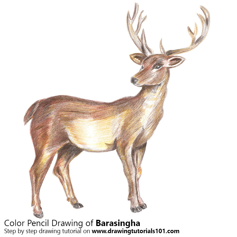 800x800 The World's Most Recently Posted Photos Of Deer And Pencil