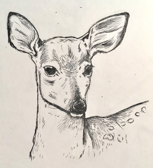 500x548 Deers Drawing Tumblr