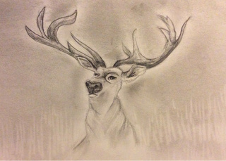 320x229 Deers Drawings On Paigeeworld. Pictures Of Deers