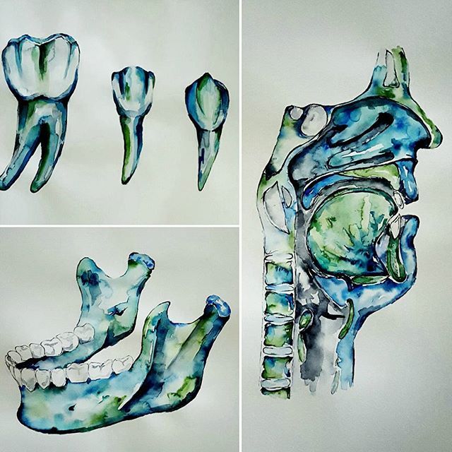 640x640 Watercolour Anatomy Art Dental Teeth Jaw Chiro Life