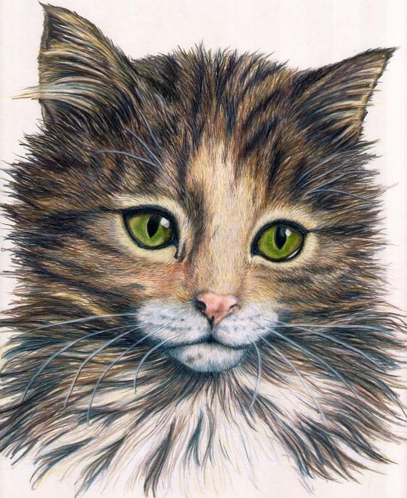 Detailed Cat Drawing at GetDrawings | Free download