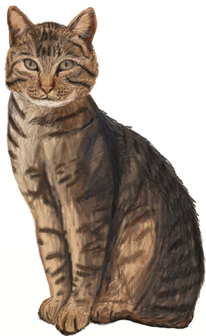 300x487 How To Draw A Realistic Cat