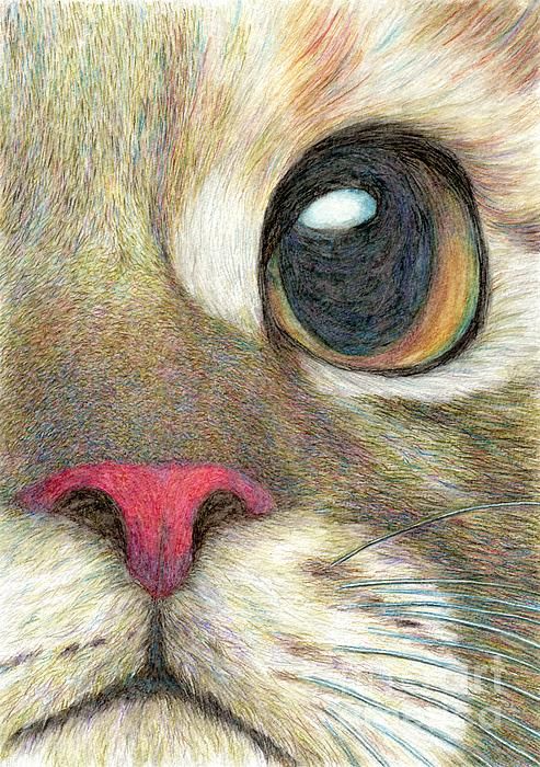 493x700 The Face Detailed Drawing Of A Cute Cat's Face, By Jingfen Hwu