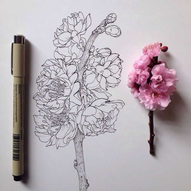 640x640 Beautifully Detailed Flower Drawing Flora Drowings