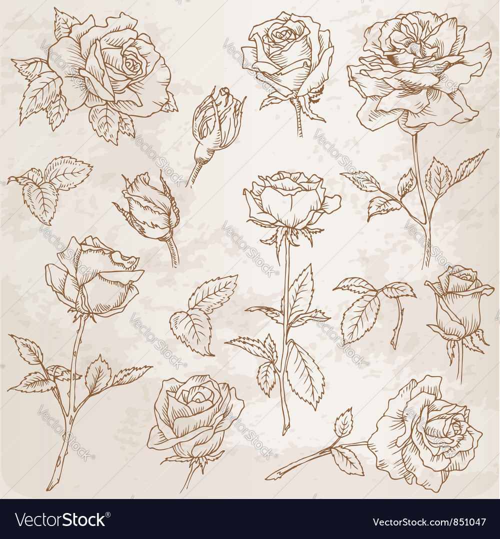 1000x1078 Detailed Flower Drawing Flower Set Detailed Hand Drawn Roses