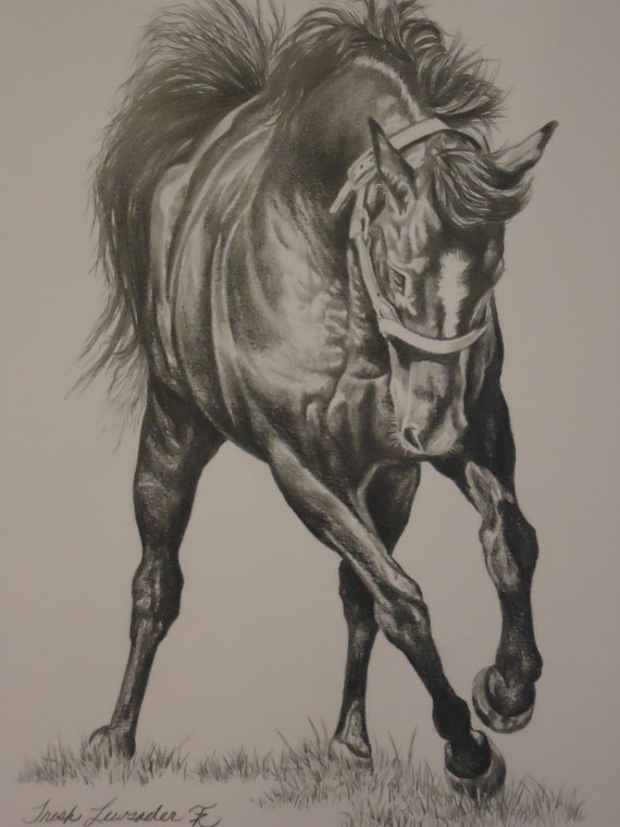 570x760 Horse Detailed Pencil Drawing Ooak For The Home