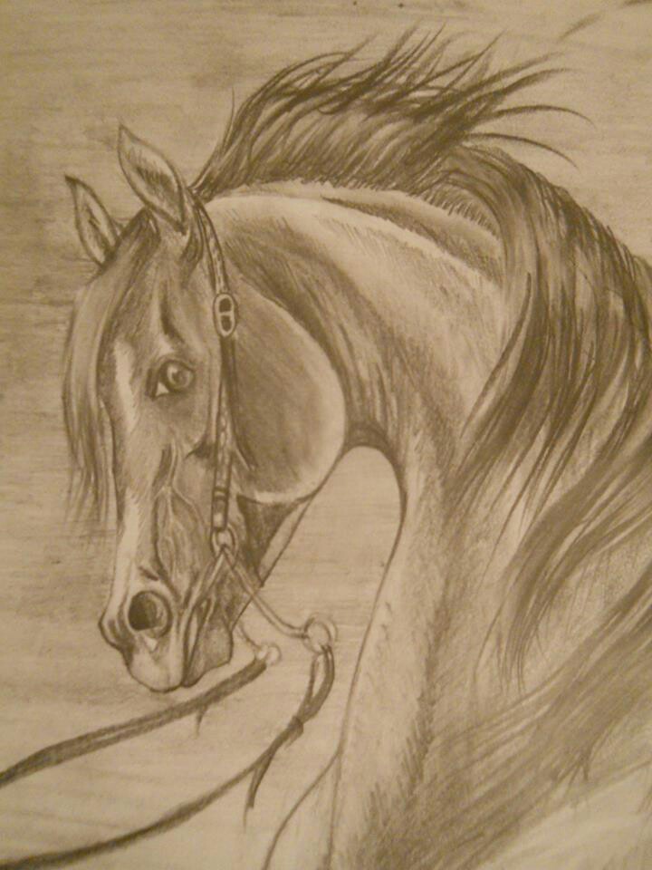 720x960 Horse Drawing