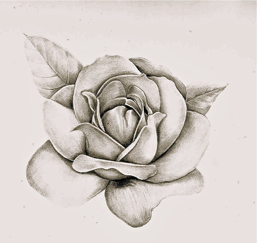 900x850 How To Draw A Rose, Realistic, Tattoo Roses (11) Design Amp Craft