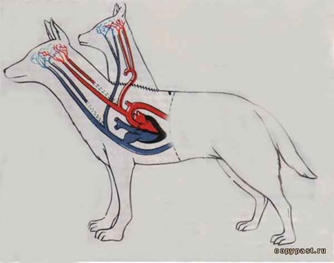 485x382 Angel Or Devil Dog ~ The Nature Animals