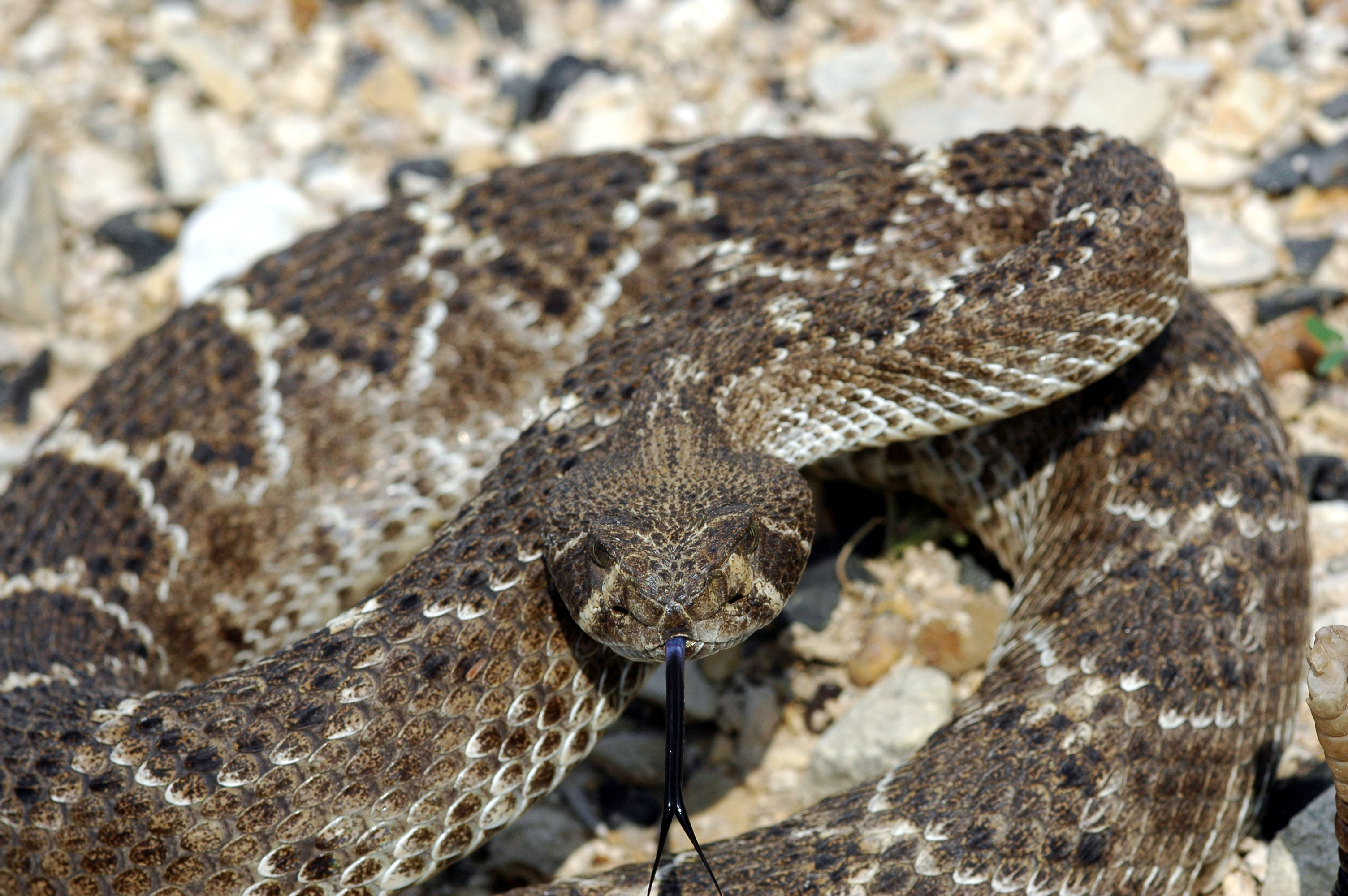 3008x2000 Filewestern Diamondback Rattlesnake.jpg