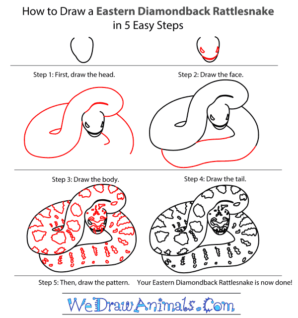 600x640 How To Draw A Eastern Diamondback Rattlesnake