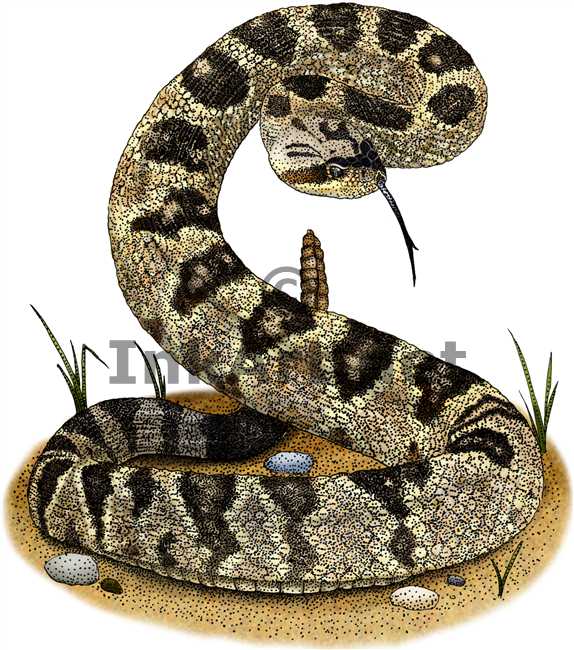 Diamondback Rattlesnake Drawing at GetDrawings | Free download